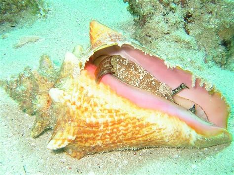 conch fish|Queen Conch .